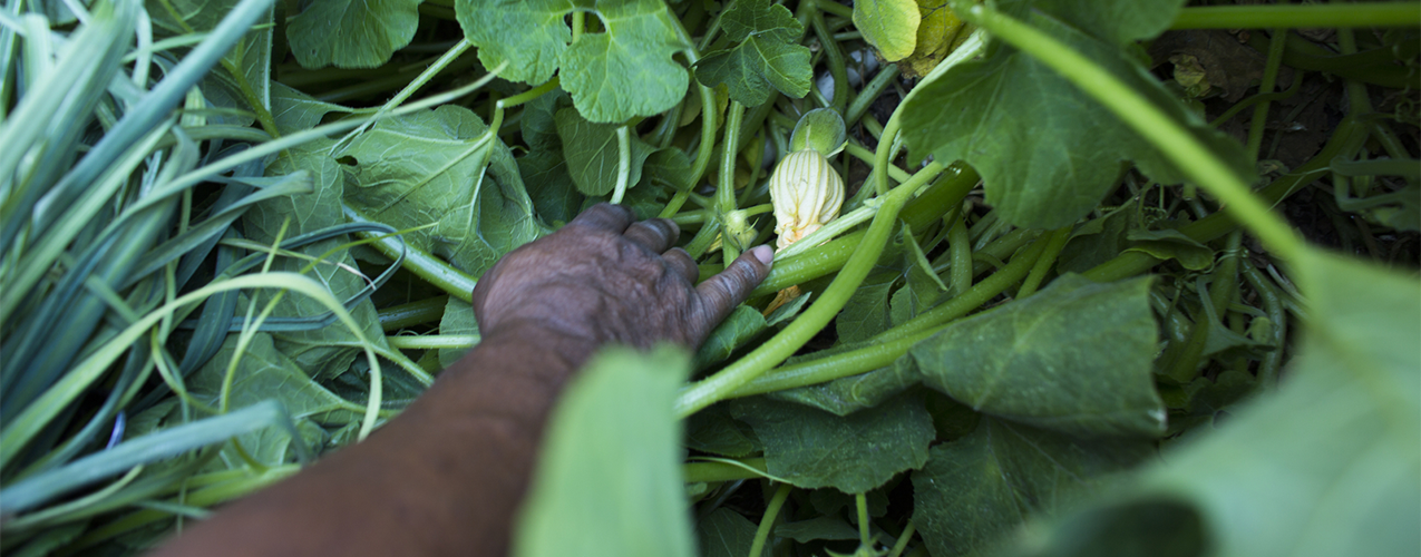 A hand reaches down to check a growing plant.